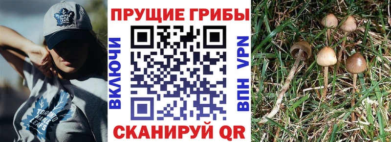 Псилоцибиновые грибы GOLDEN TEACHER  площадка Telegram  Луховицы 